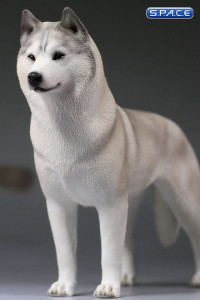1/6 Scale white Siberian Husky