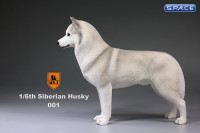 1/6 Scale white Siberian Husky