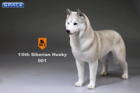 1/6 Scale white Siberian Husky