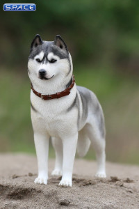 1/6 Scale grey Siberian Husky