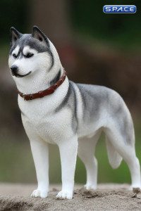 1/6 Scale grey Siberian Husky