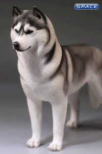 1/6 Scale grey Siberian Husky