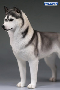 1/6 Scale grey Siberian Husky