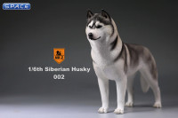 1/6 Scale grey Siberian Husky