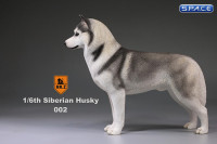 1/6 Scale grey Siberian Husky