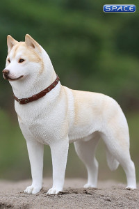 1/6 Scale beige Siberian Husky