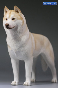 1/6 Scale beige Siberian Husky