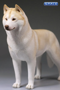 1/6 Scale beige Siberian Husky