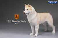 1/6 Scale beige Siberian Husky