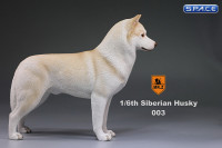 1/6 Scale beige Siberian Husky