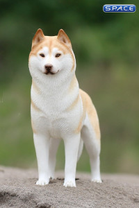 1/6 Scale yellow Siberian Husky