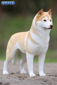 1/6 Scale yellow Siberian Husky