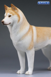 1/6 Scale yellow Siberian Husky