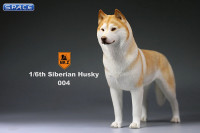 1/6 Scale yellow Siberian Husky