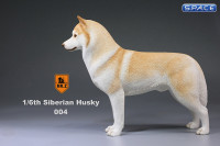 1/6 Scale yellow Siberian Husky