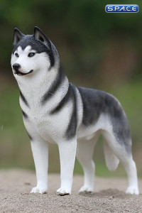 1/6 Scale black Siberian Husky