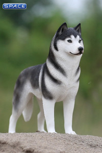 1/6 Scale black Siberian Husky