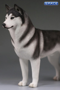 1/6 Scale black Siberian Husky