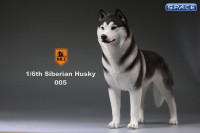 1/6 Scale black Siberian Husky