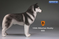 1/6 Scale black Siberian Husky