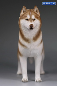 1/6 Scale brown Siberian Husky