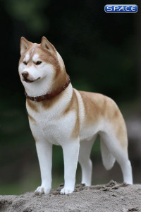 1/6 Scale brown Siberian Husky