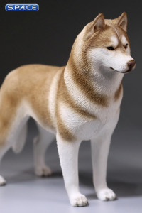 1/6 Scale brown Siberian Husky