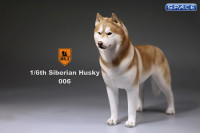 1/6 Scale brown Siberian Husky