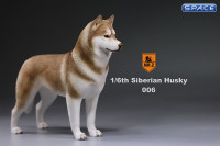 1/6 Scale brown Siberian Husky