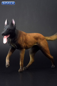 1/6 Scale black Malinois