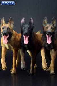 1/6 Scale black Malinois