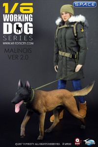 1/6 Scale black Malinois