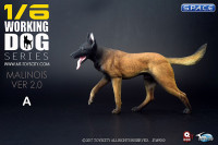 1/6 Scale black Malinois