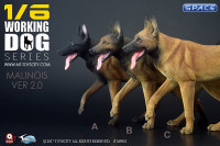 1/6 Scale black Malinois