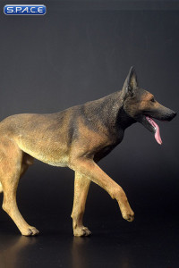 1/6 Scale black/brown Malinois