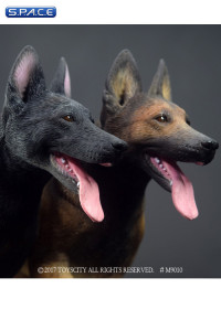 1/6 Scale black/brown Malinois