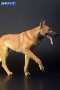 1/6 Scale brown Malinois