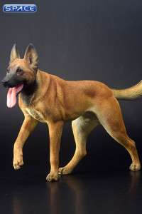 1/6 Scale brown Malinois