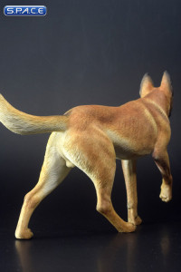 1/6 Scale brown Malinois