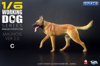 1/6 Scale brown Malinois