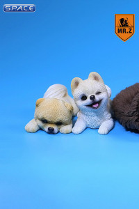 1/6 Scale white Pomeranian Pup