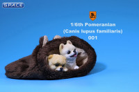 1/6 Scale white Pomeranian Pup