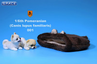 1/6 Scale white Pomeranian Pup