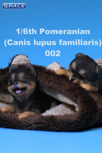 1/6 Scale black Pomeranian Pup