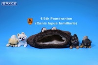 1/6 Scale black Pomeranian Pup