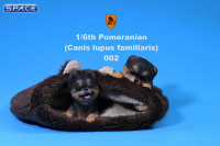 1/6 Scale black Pomeranian Pup