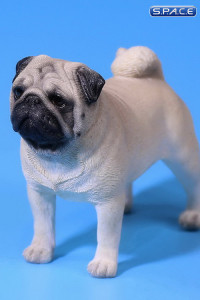 1/6 Scale white Pug