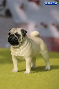 1/6 Scale white Pug