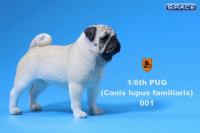 1/6 Scale white Pug