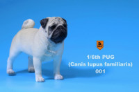 1/6 Scale white Pug